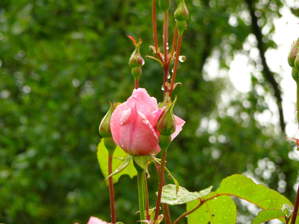 P1070310 (Large).JPG