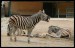 zebra--large-